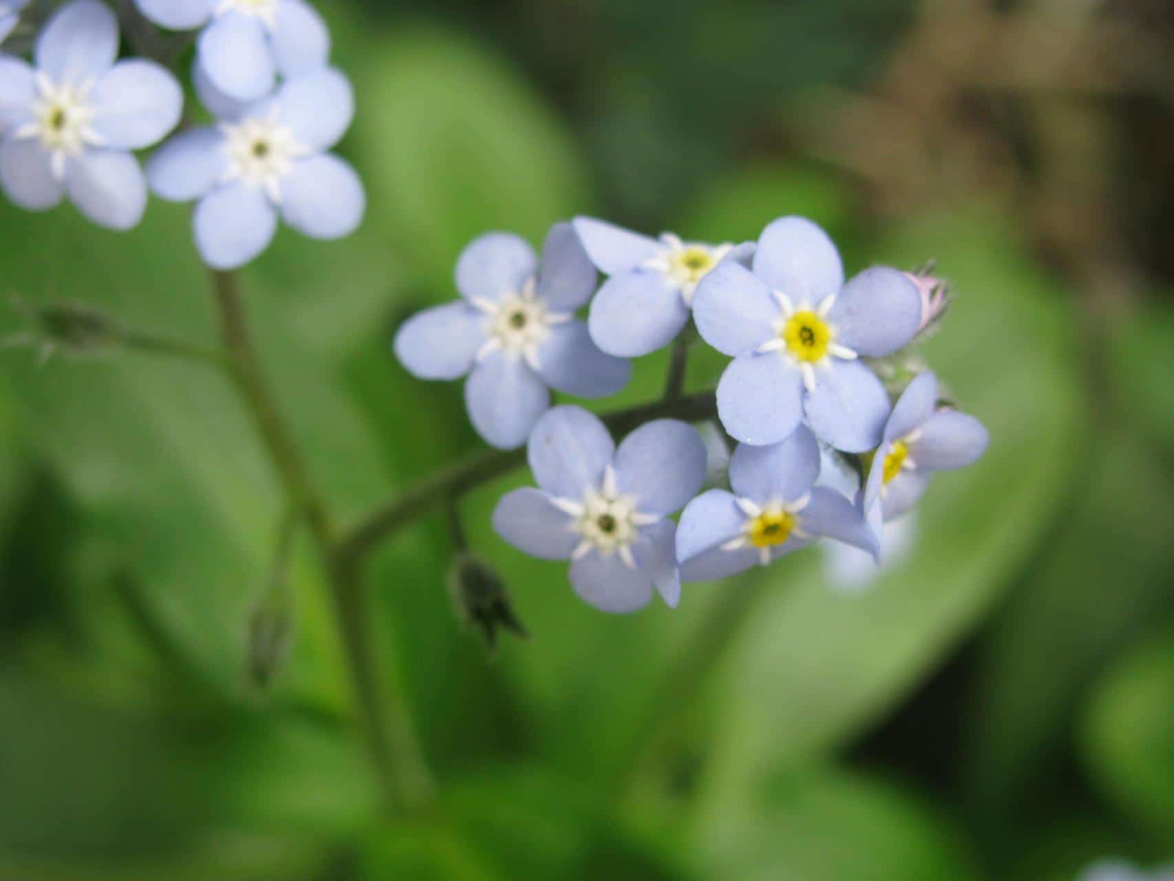 Flores de verano en Benasque